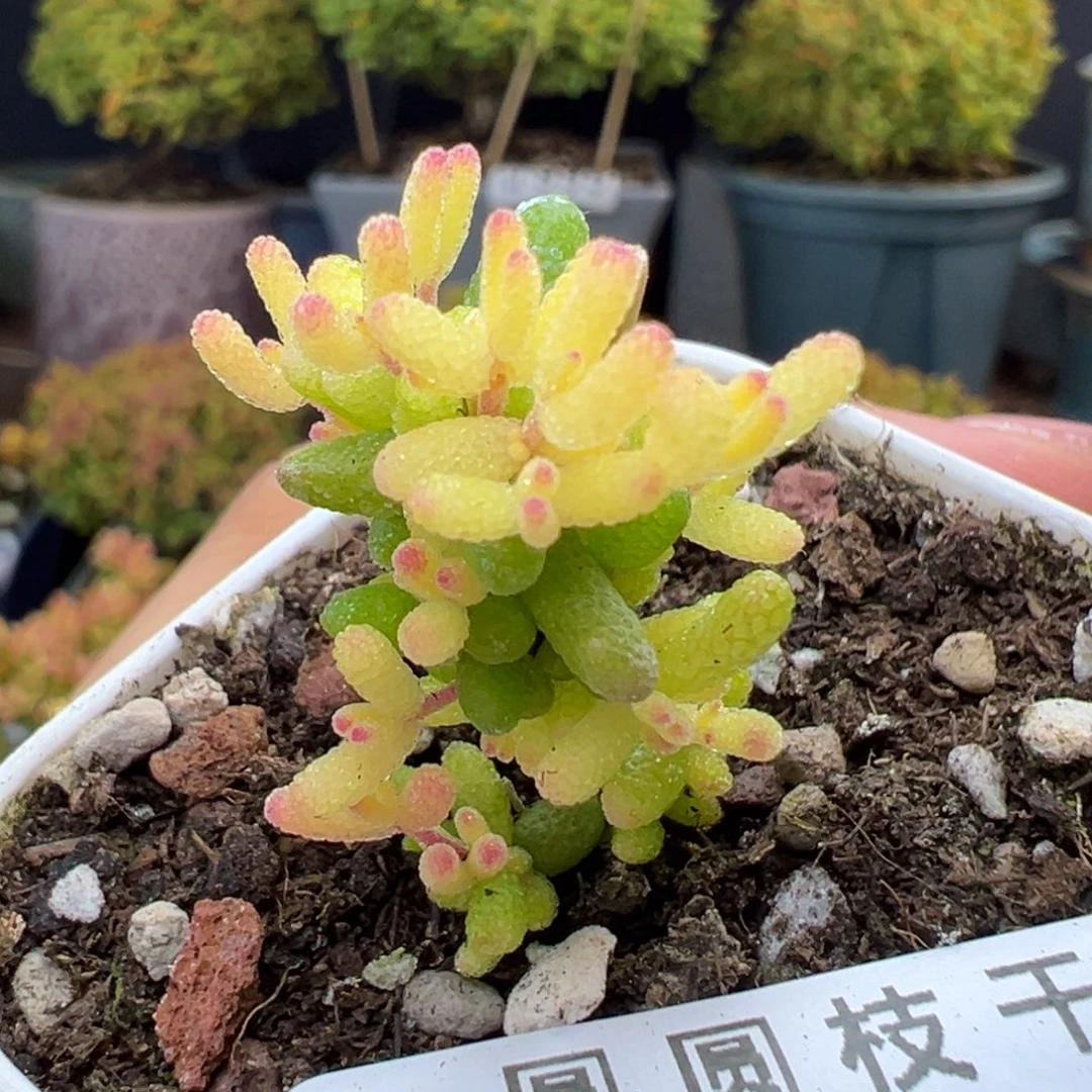 u932小可爱糖球黄化锦盆口5cm