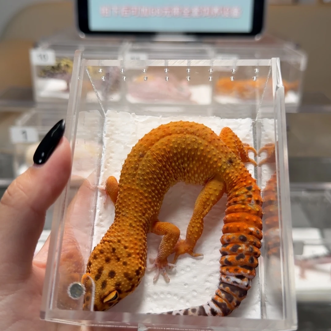 豹纹守宫血翡翠妹妹