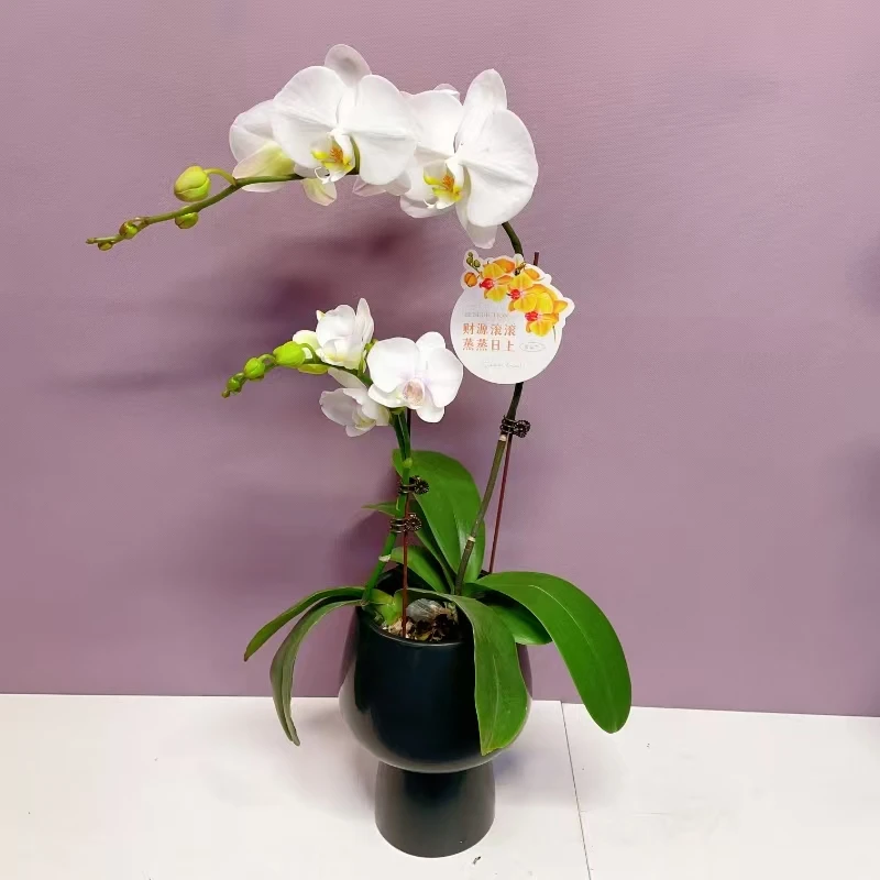 万季优选【白V精品】蝴蝶兰室内绿植花卉艺术组盆系列基地发货