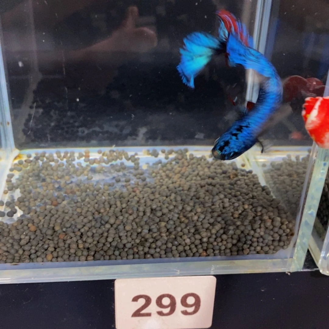 斗鱼紫***?299巨斗巨斗