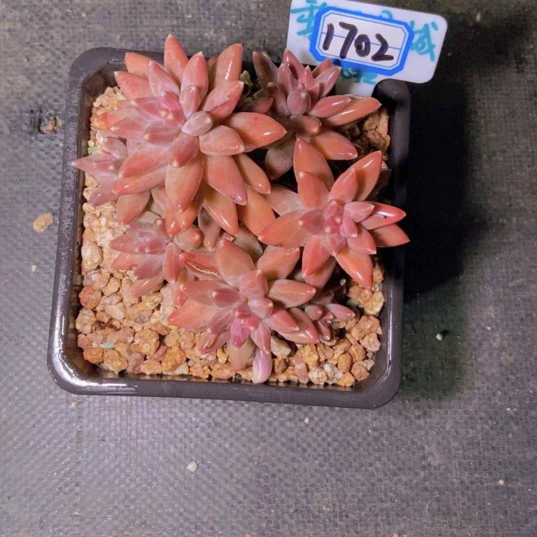 W****1702伊卡鲁斯群一颗