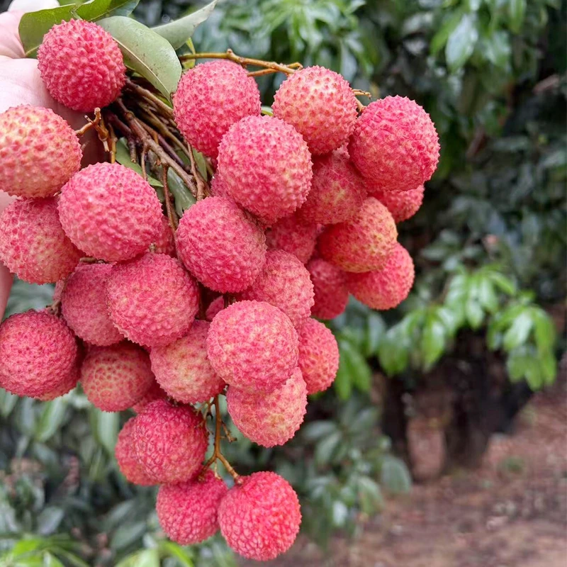 正宗桂味荔枝新鲜水果小核无核当季现摘高端品种5斤礼盒装冷链