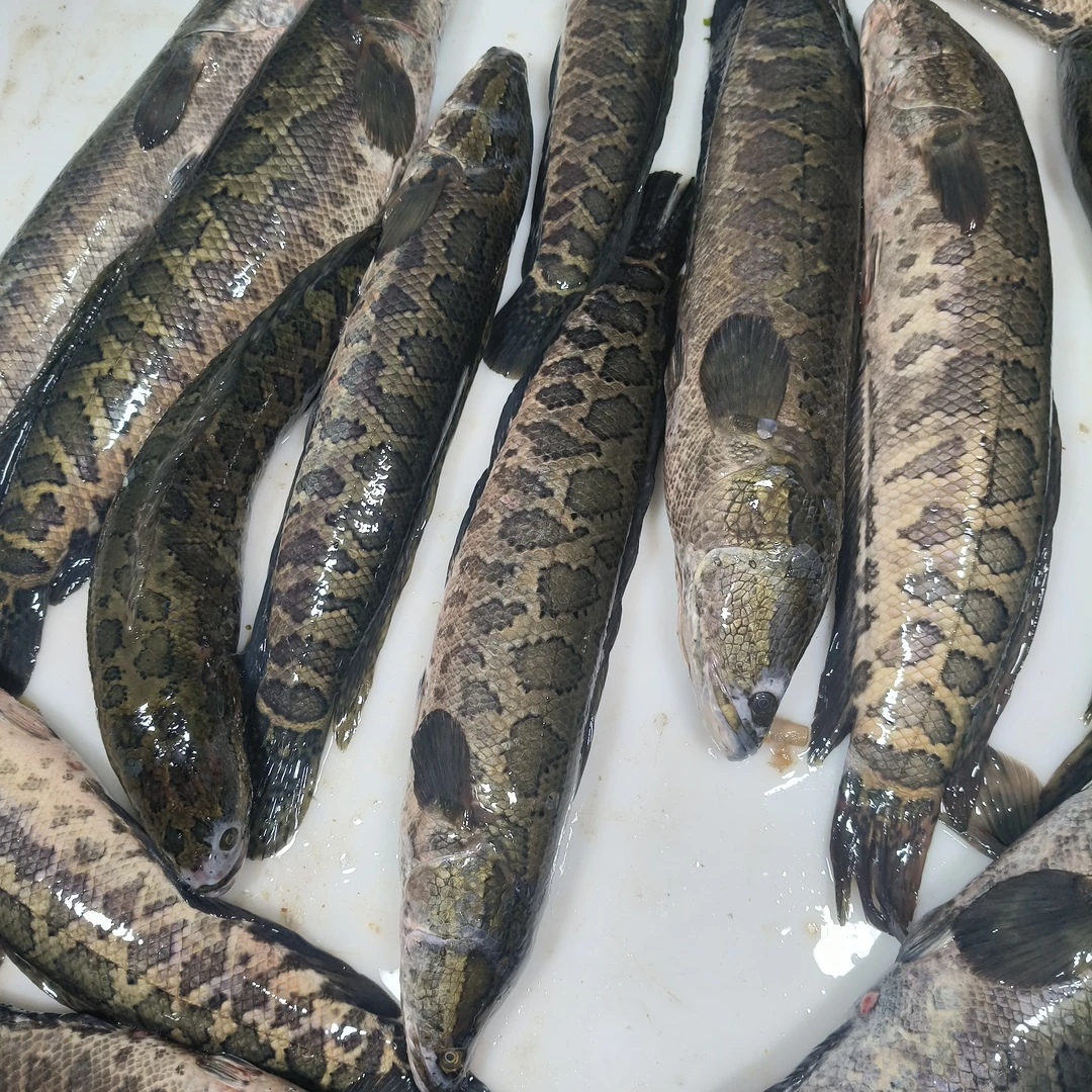 松花江野生黑鱼  扒生鱼  炒尖椒 包饺子嘎嘎好吃5斤顺丰包邮