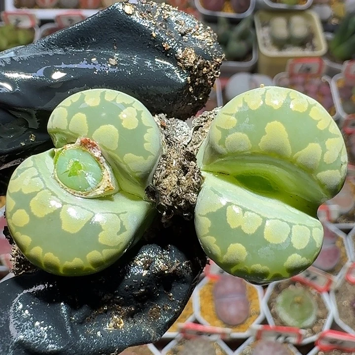 生石花121212。  265