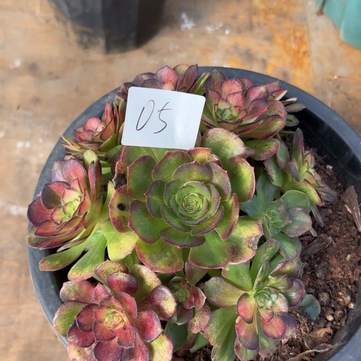 无花朵005特价海王七彩无售后