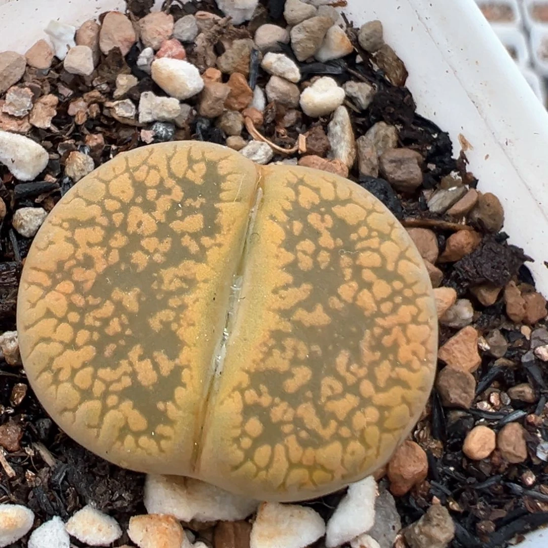 130多肉植物百科知识