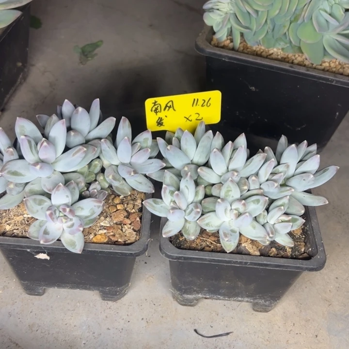 南***"南风松果美人两颗防护