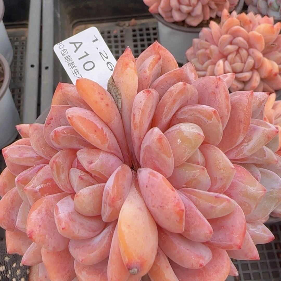 韩橙四头朵朵一颗