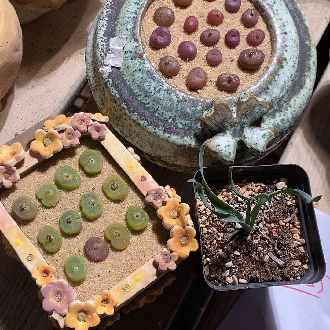 26355。 一组水晶鞋。 杂。 弹簧草。