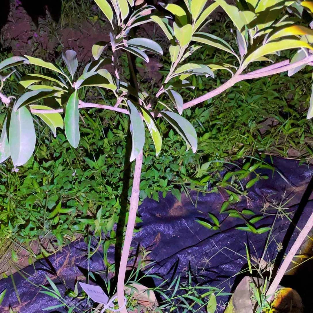 无花朵蕞****煩越南人心果
