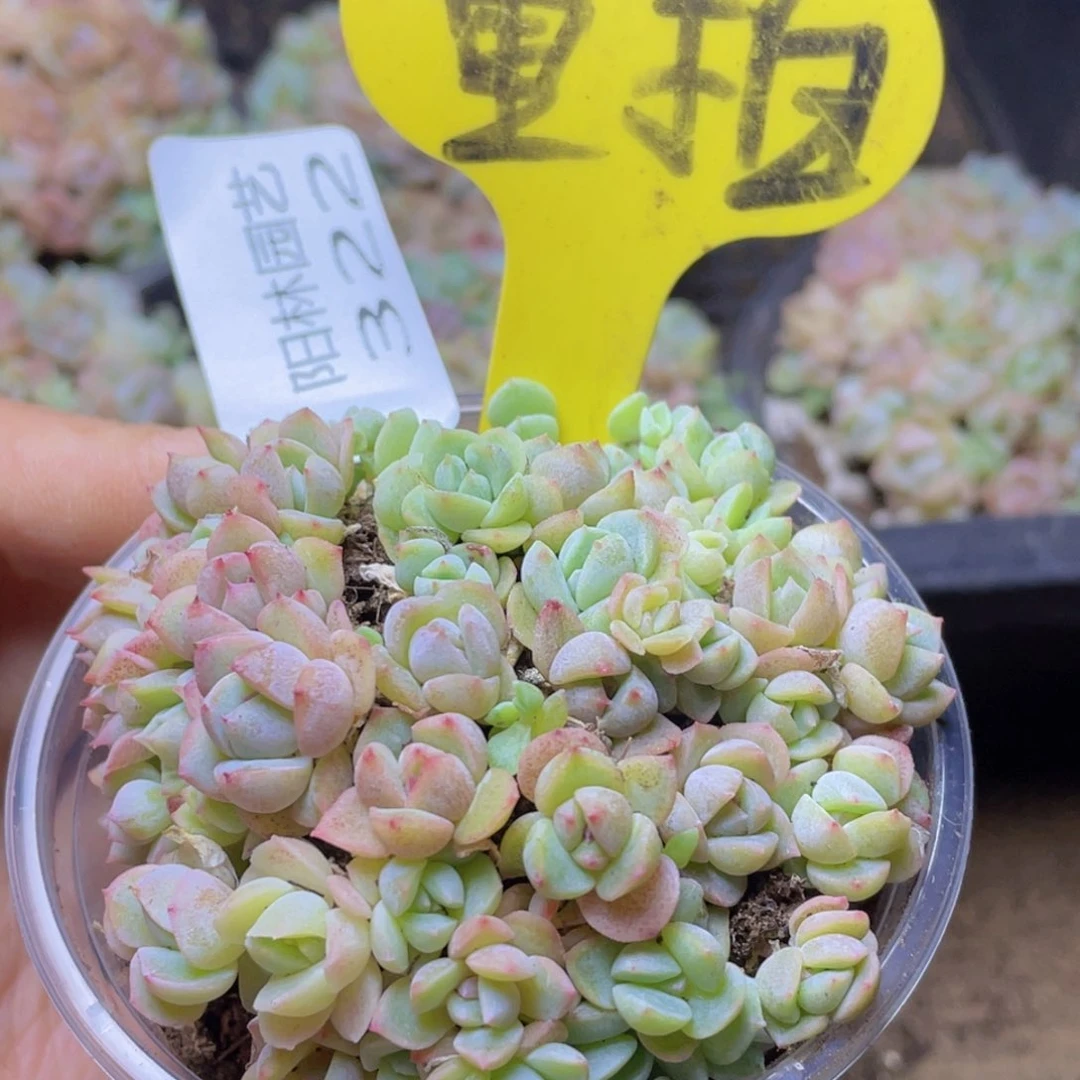 量拍多肉植物多肉植物322