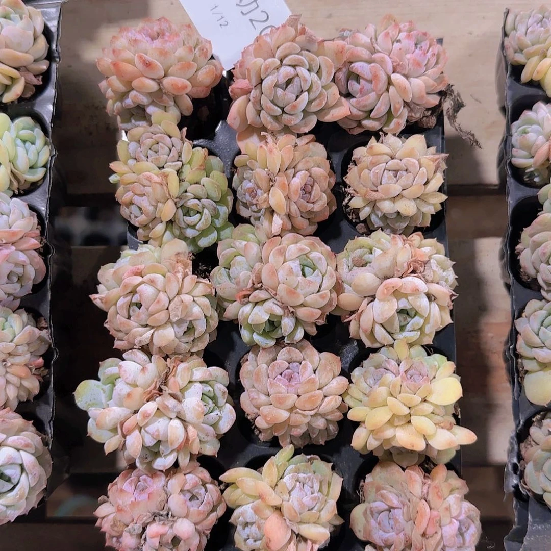 直播一物一拍多肉20