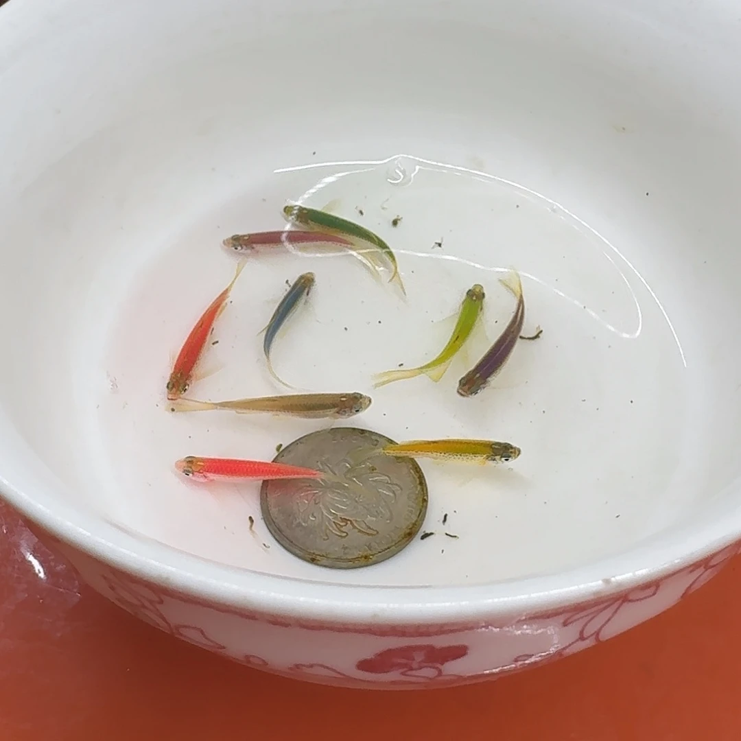 斑马鱼2组包邮2-3cm豹纹蝶翼斑马10条