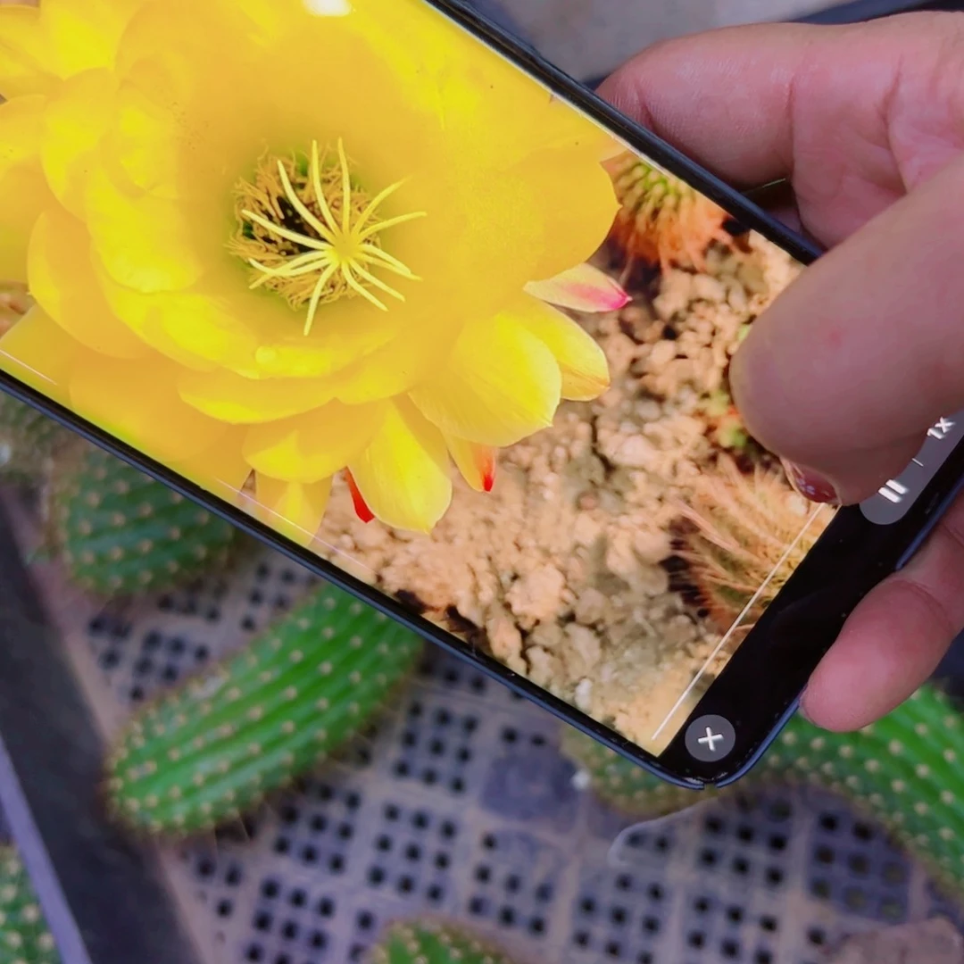 下64毛ky 歪丑无根侧芽6公分左右20包邮