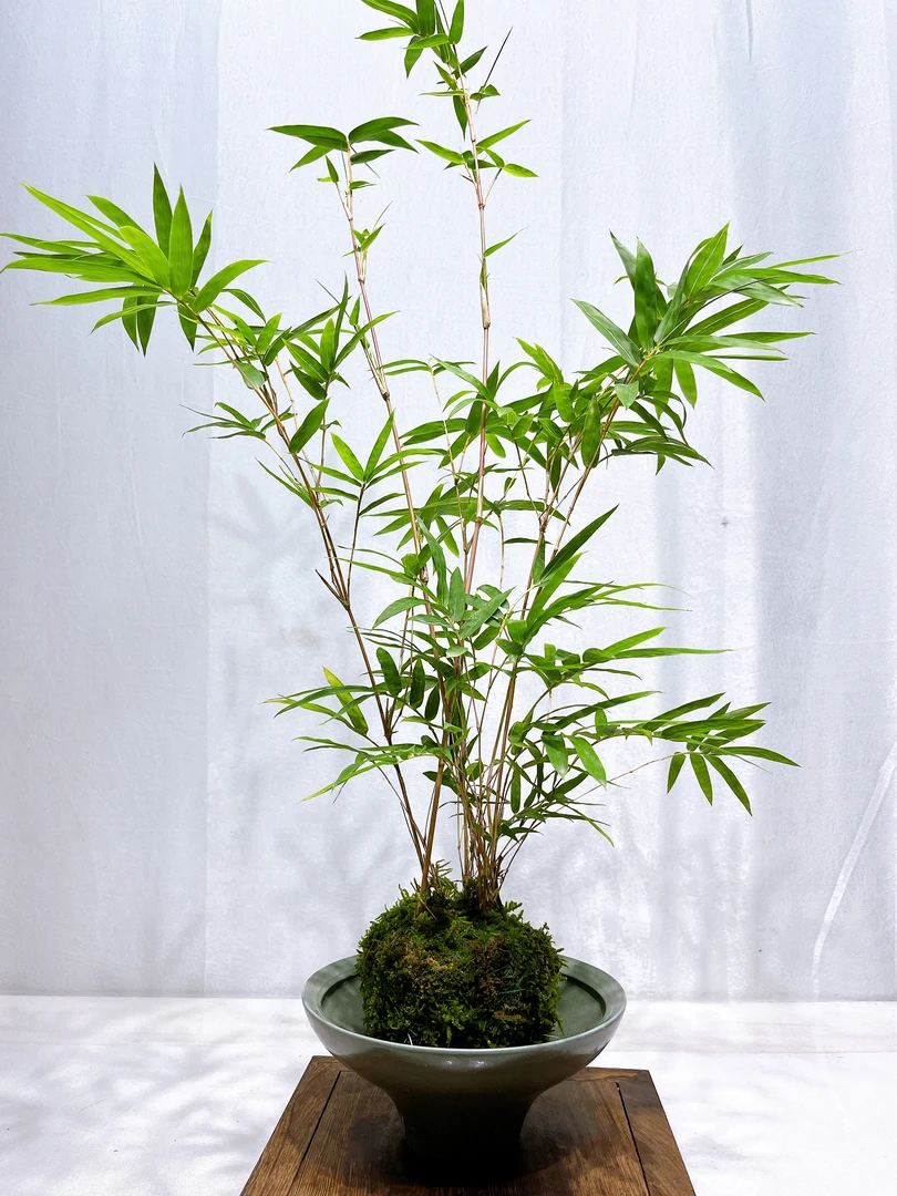 室内盆栽观音竹水培苔藓球易活桌面绿植花卉植物花卉观赏竹转运竹