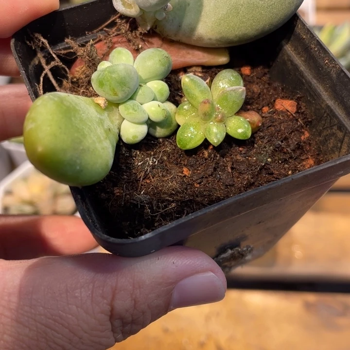 虞美人锦➕送俩啊啊啊