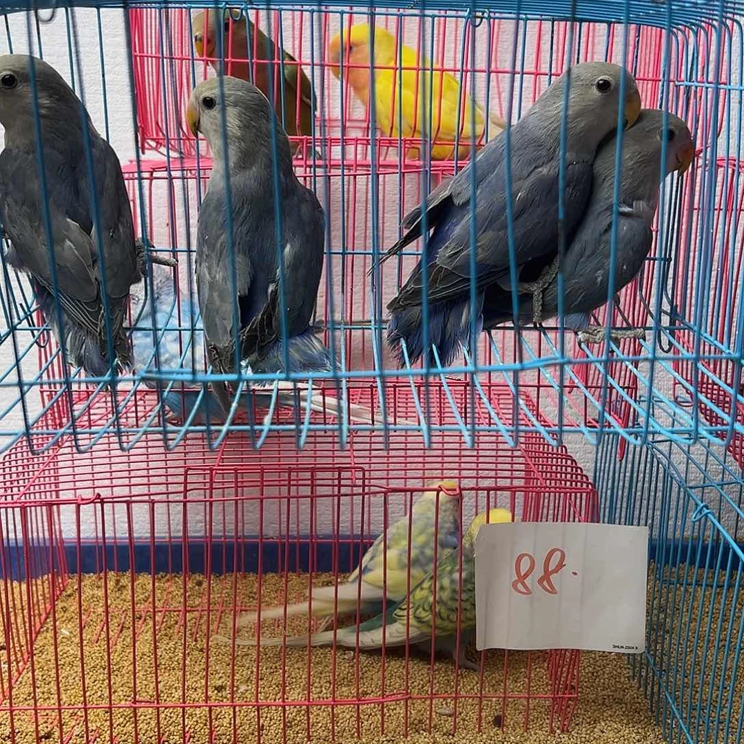 桃脸牡丹鹦鹉紫罗兰4只