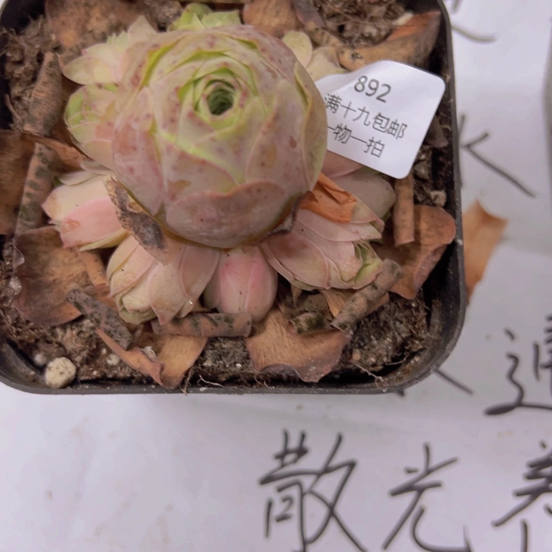 892 侧牙掉了不包损无售后