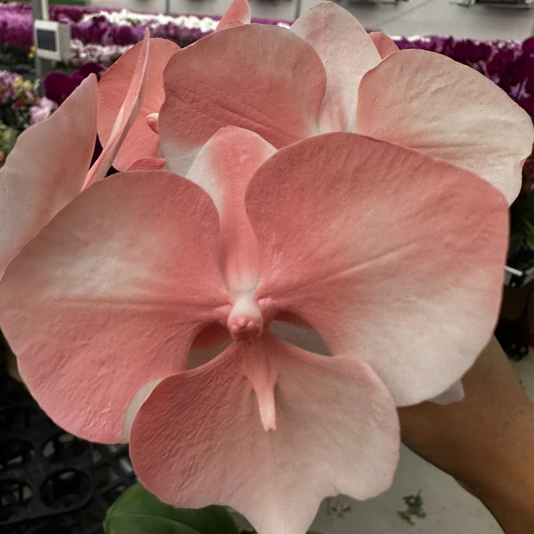 【火烈鸟】蝴蝶兰 稀有色系 好样耐养带花带花苞 基地直发