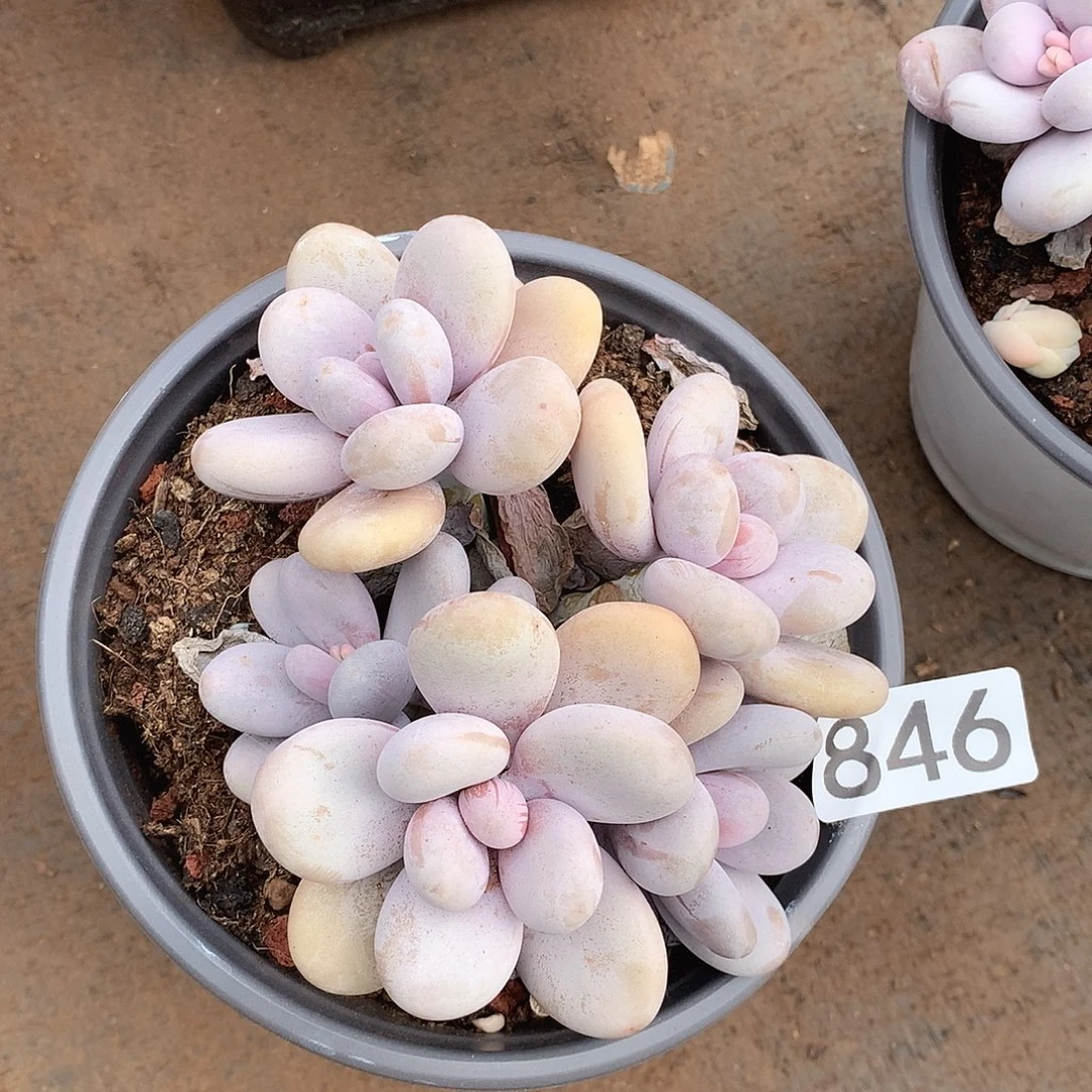 846奶酪一物一拍多肉