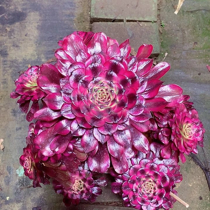 美姬2号，多肉植物