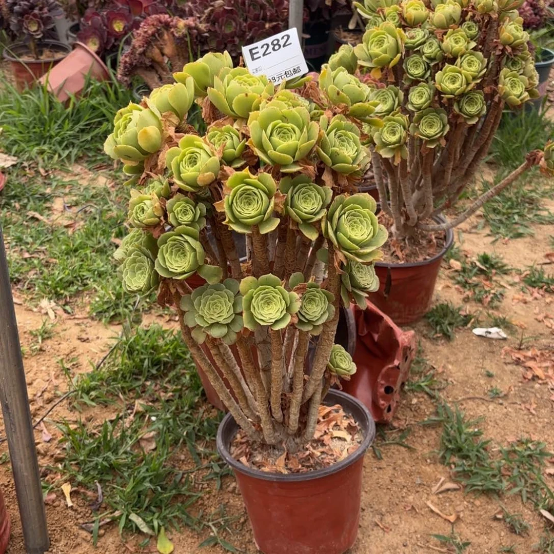 常*萱282绿杨蓉多肉植物