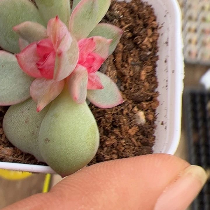 木***子木子专拍链接啊啊啊啊