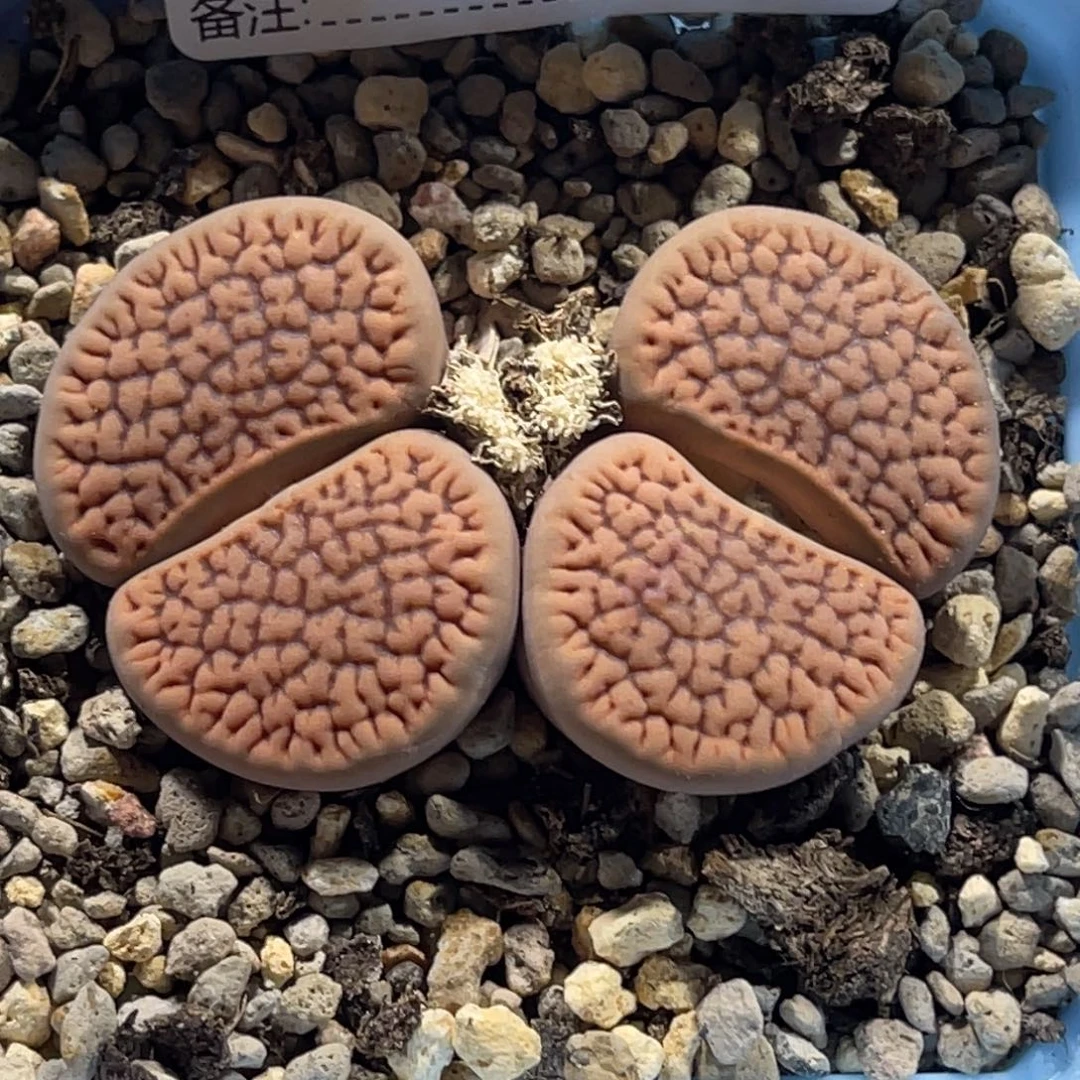 4346双头红富贵1母本