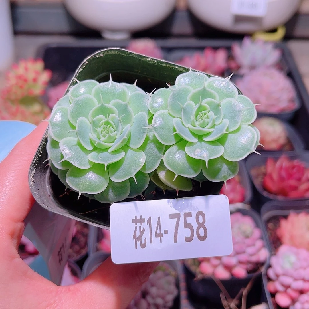 花利美14-758贝尔