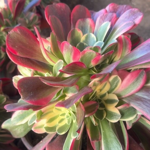 法师幽兰公主111