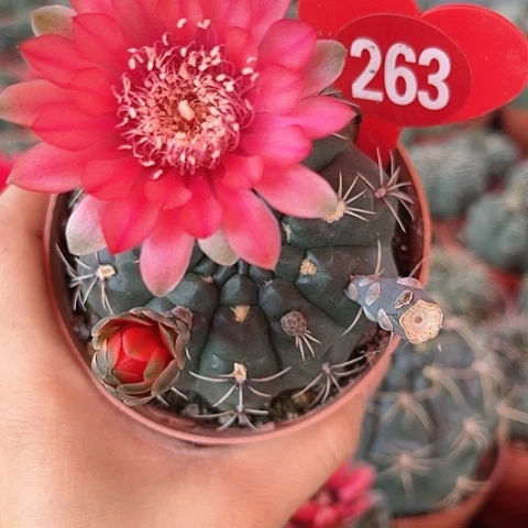 绯花玉仙人球263