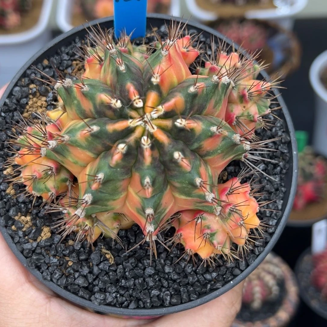 157泰系米哈侧芽，带盆土发货