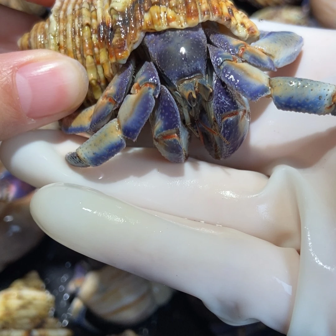 2.8口径蓝白紫陆 不退不换