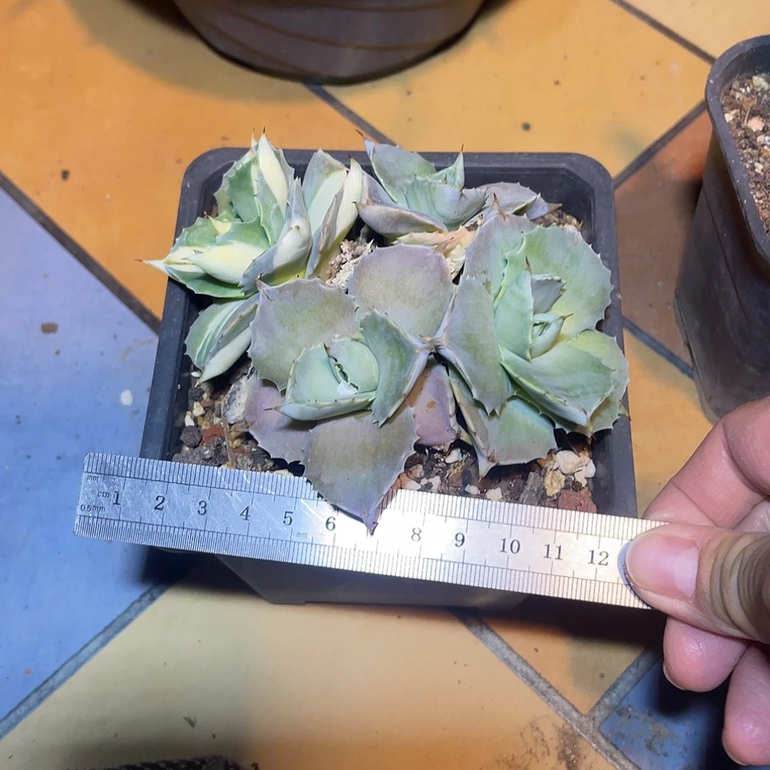 王妃雷神白中斑龙舌兰