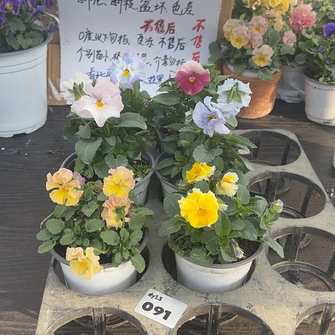 大部分花苞少量开放091号