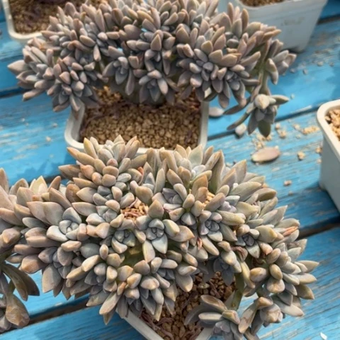 @***范多肉植物的植物形态