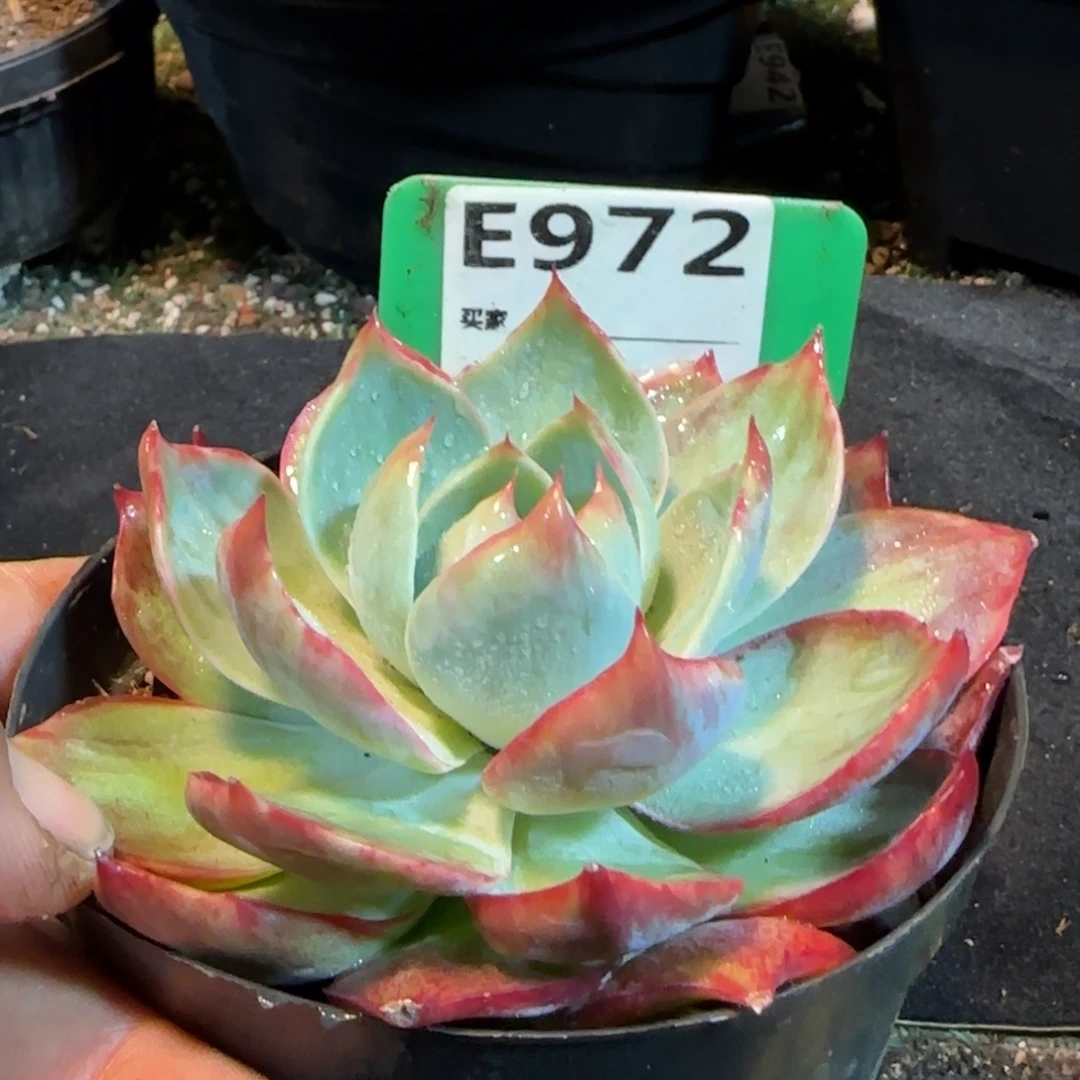 惊鸿一物一拍包装收缩花旱972