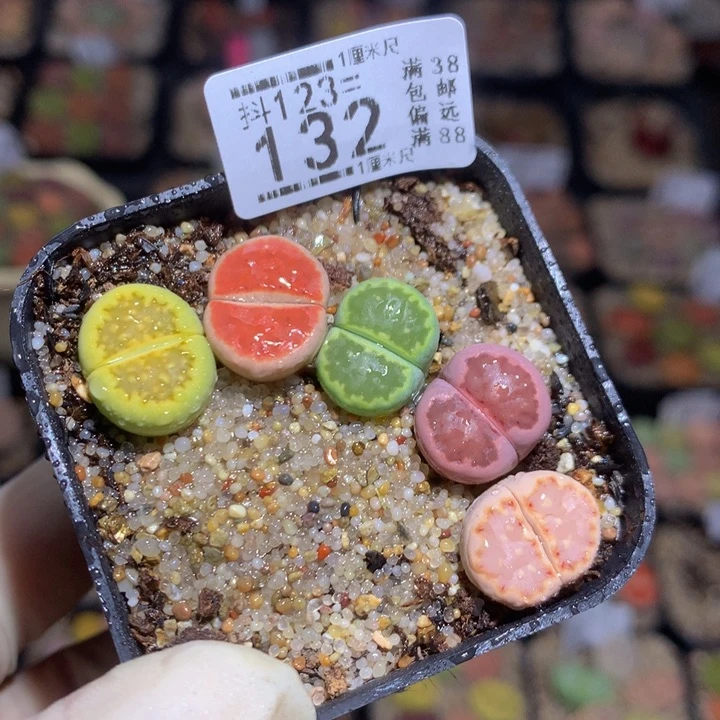 精品生石花123.132