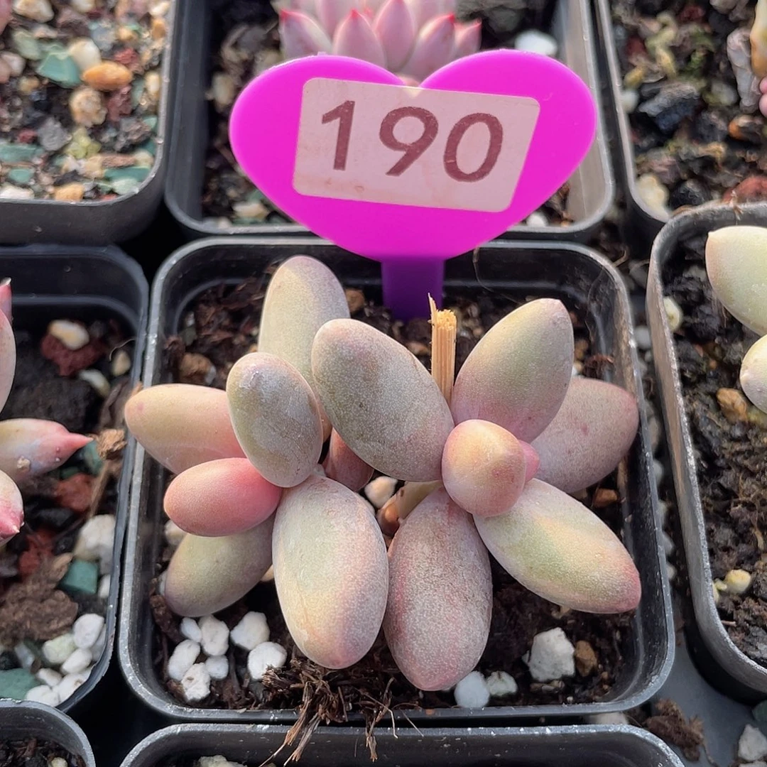 糖果美人 脱土发货 7口盆