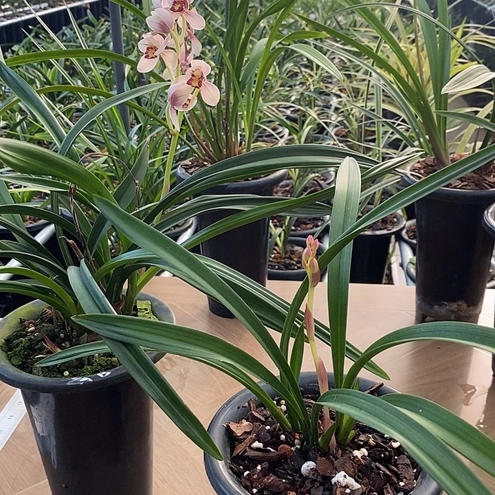 岁***安完全开放云山红荷花美