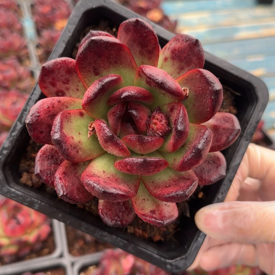 从前慢多肉编号tm宝石