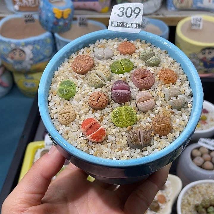 大舅生石花肉锥多肉309