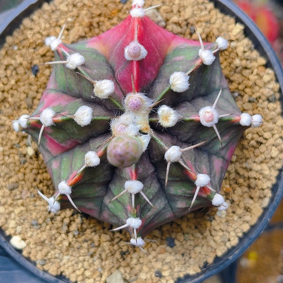 米哈洛维奇020 实生 高绒肋骨锦6公分