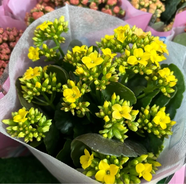 （黄金甲）130盆 长寿单瓣稀有品种 产地直发