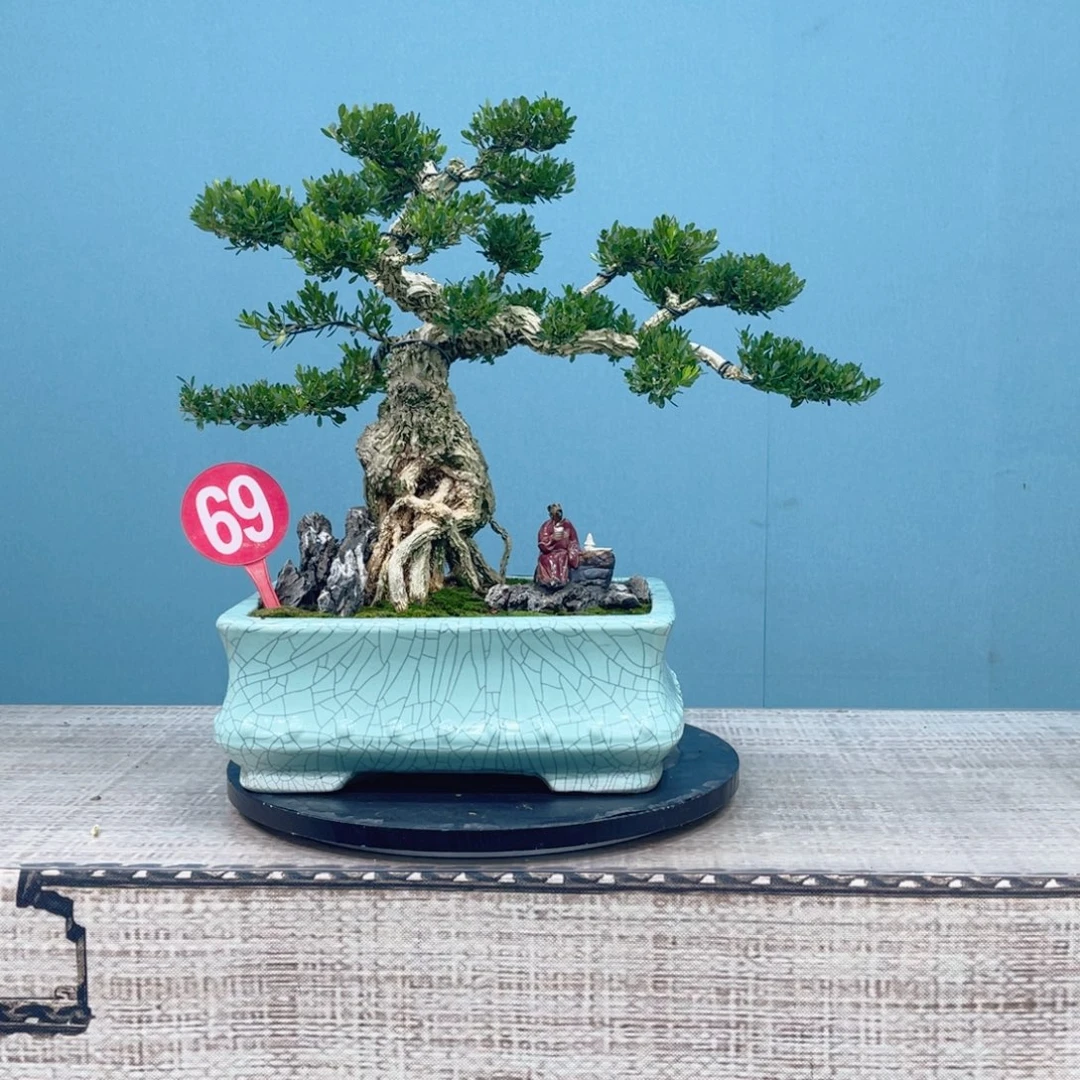 以实际为准精品黄杨老桩