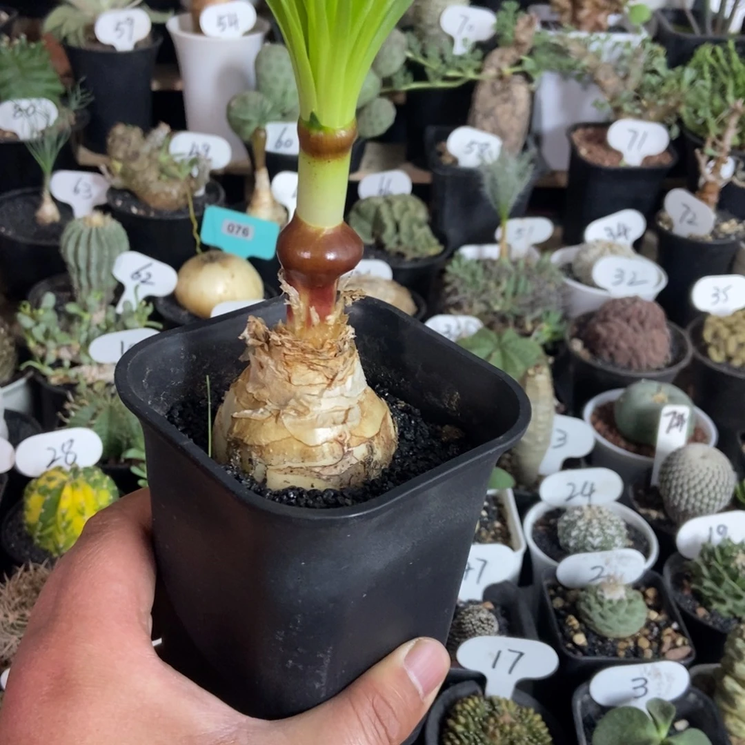 t***陶Gn弹簧草一物一拍