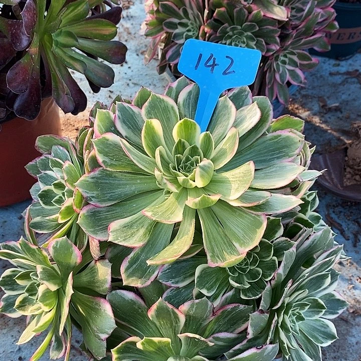 142 一颗水蜜桃法师多肉