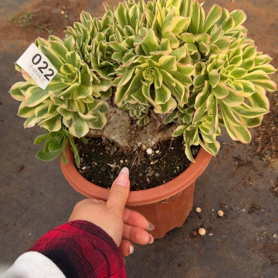 22迈巴赫缀化多肉植物满28包邮