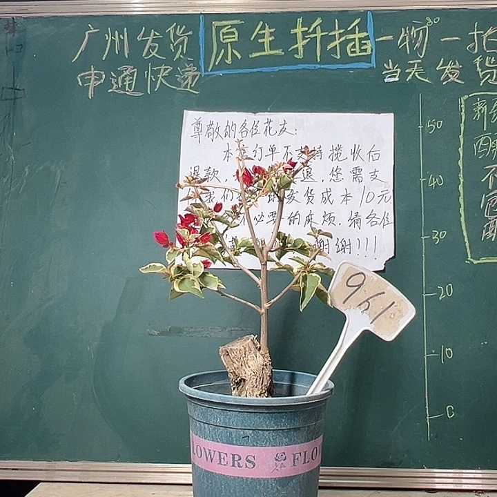 完全开放  粗头 花叶红 原生  961