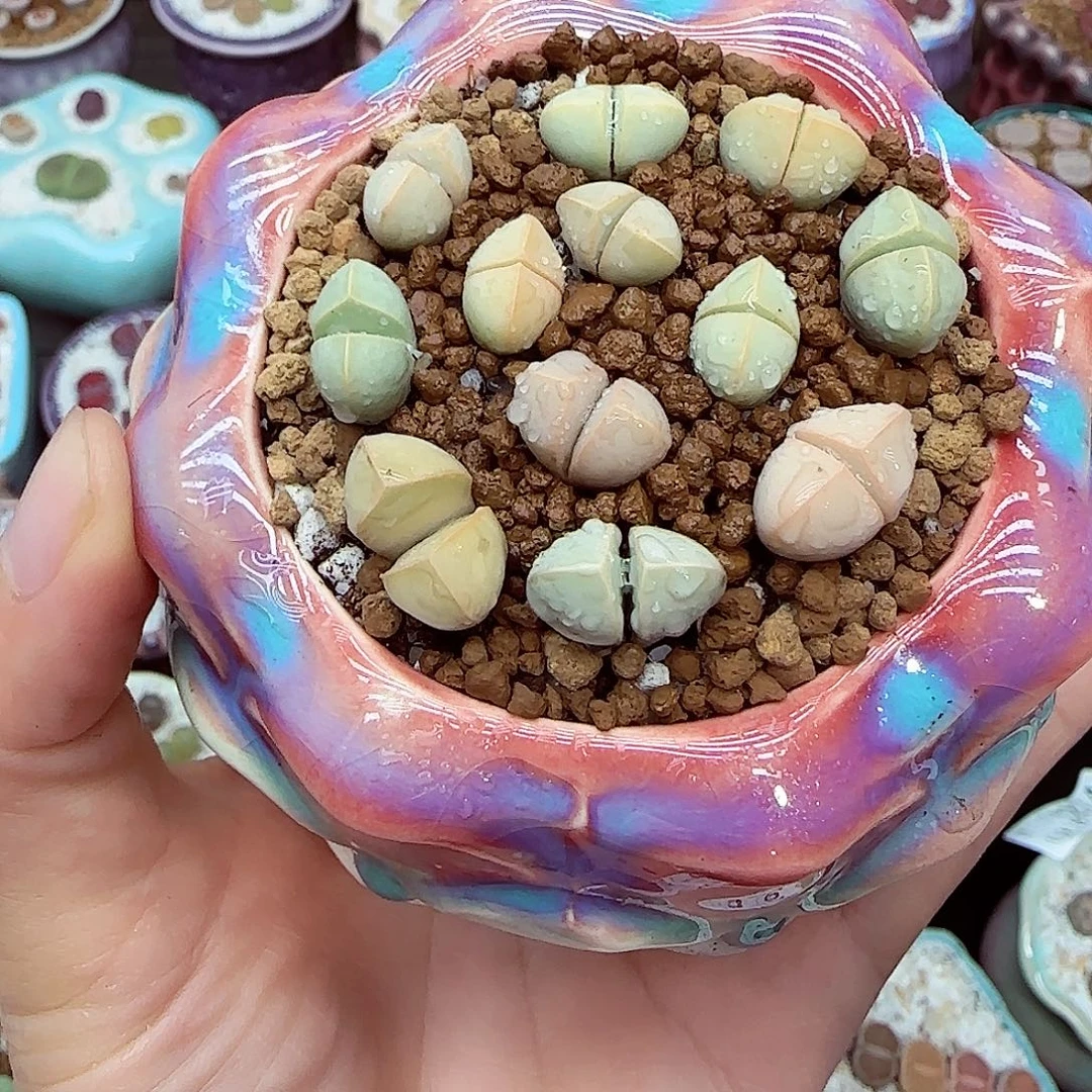 生石花18包邮0918-276